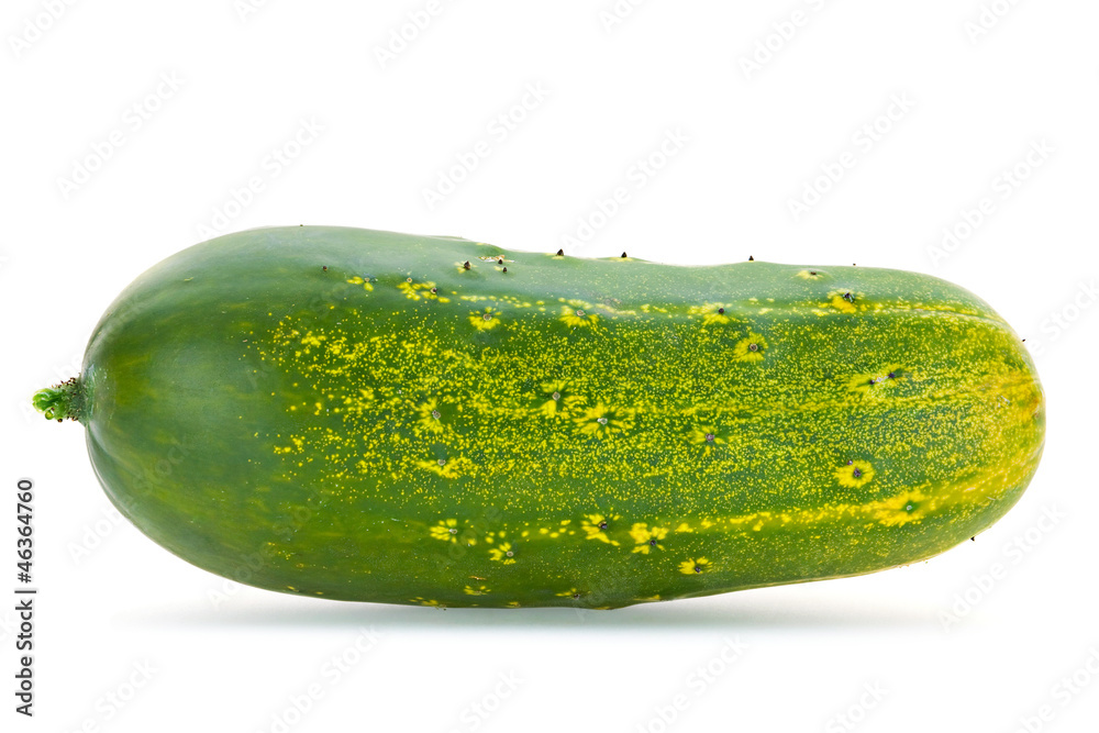 Giant cucumber overripe