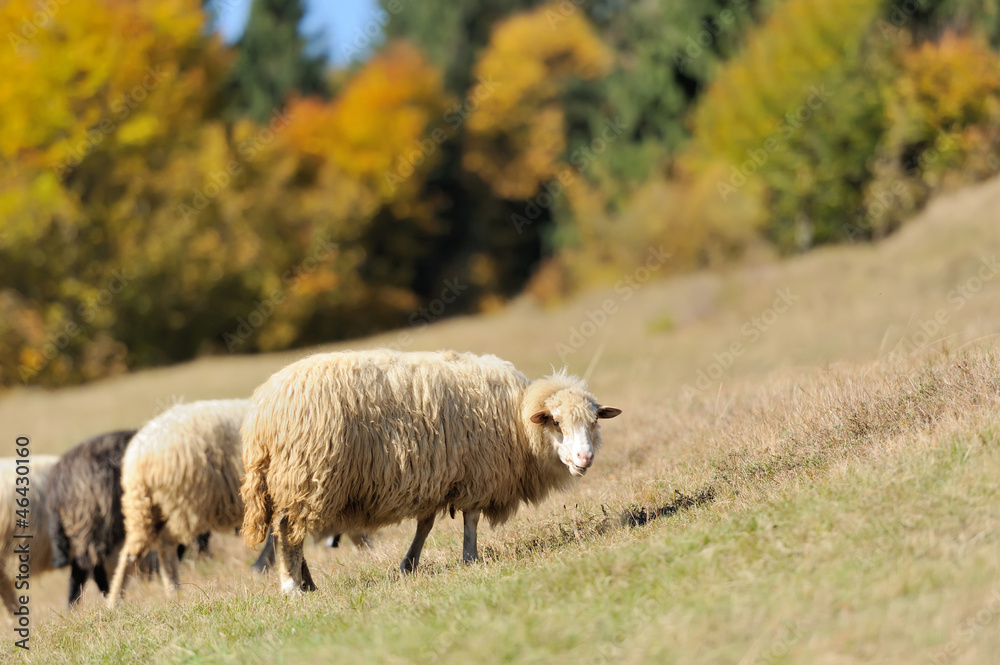  Sheep on a field