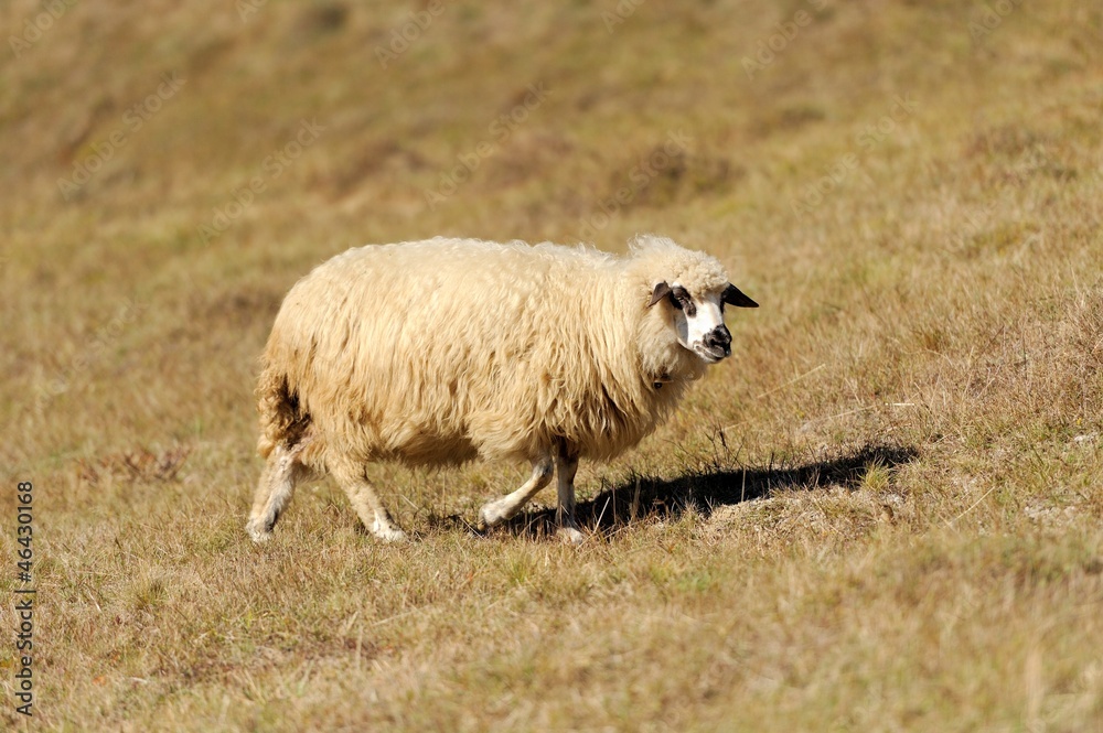  Sheep on a field