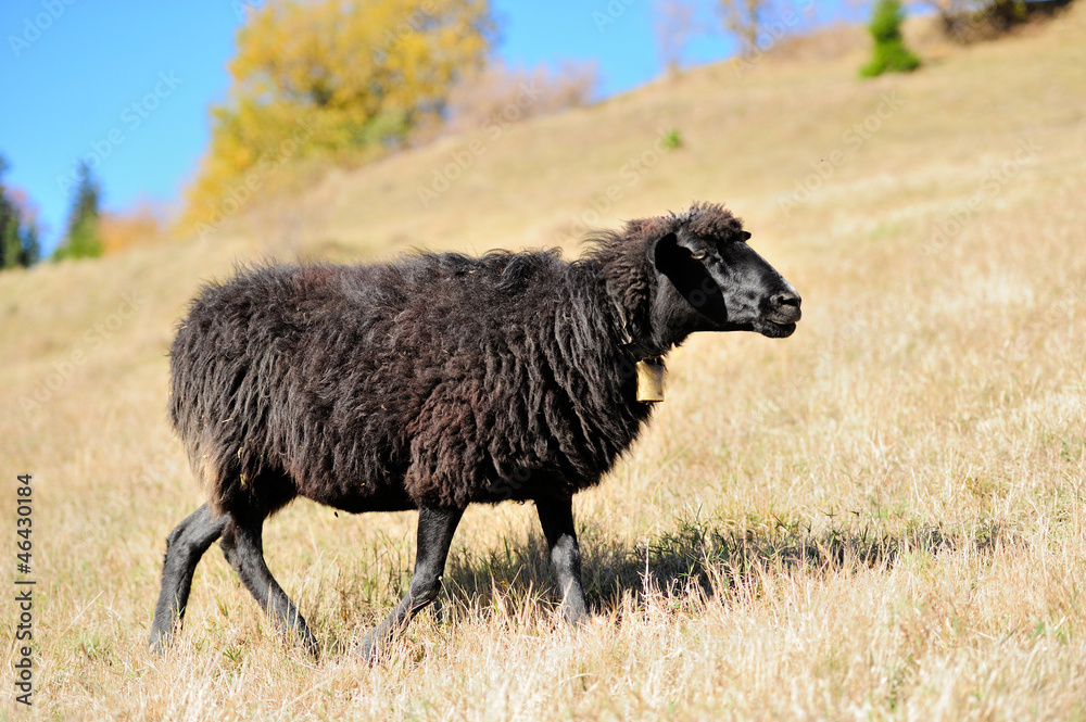  Sheep on a field