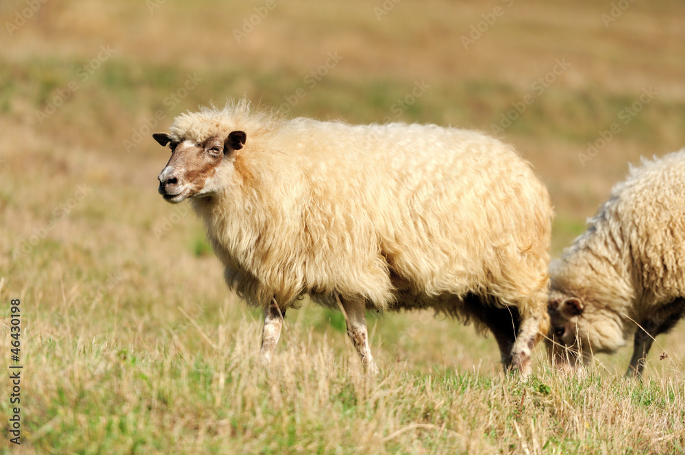  Sheep on a field