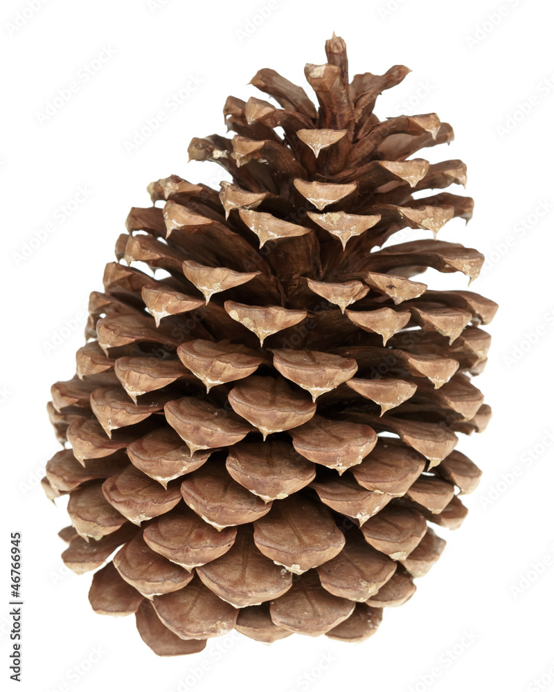 pine cone isolated on white