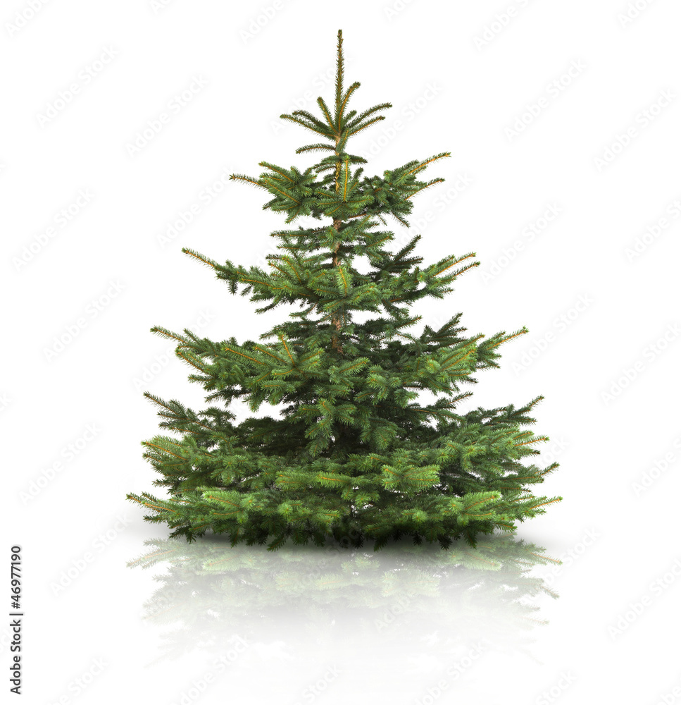 Tannenbaum