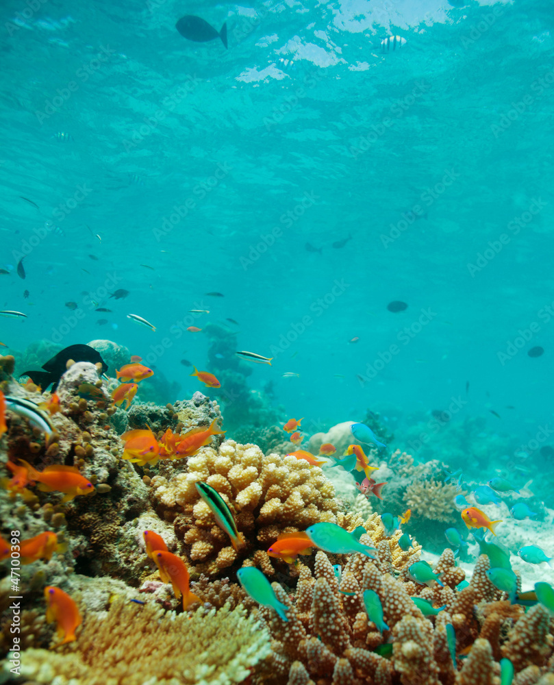 Colony of small fishes on the reef