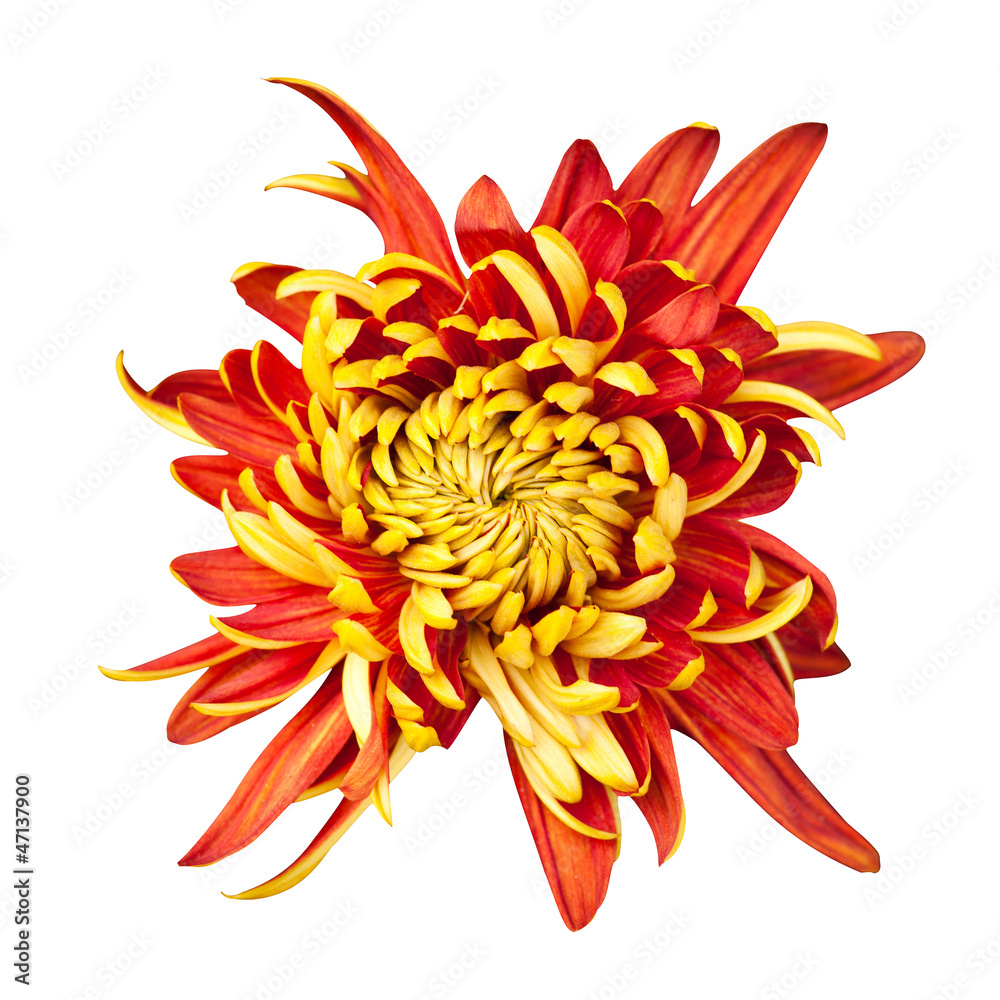 Beautiful chrysanthemum isolated on white