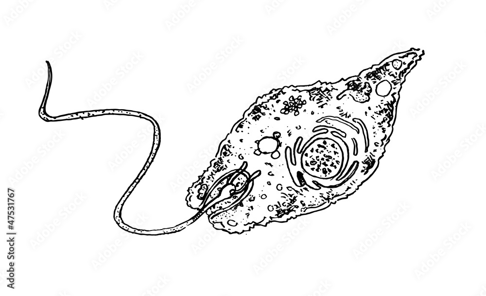 Euglena