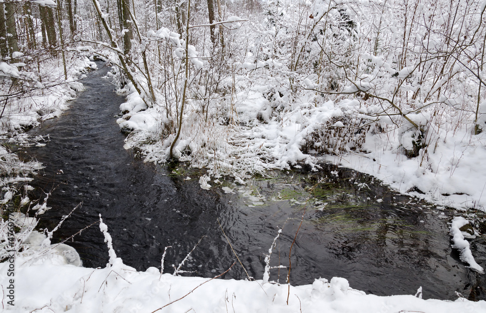 Forest brook in december season