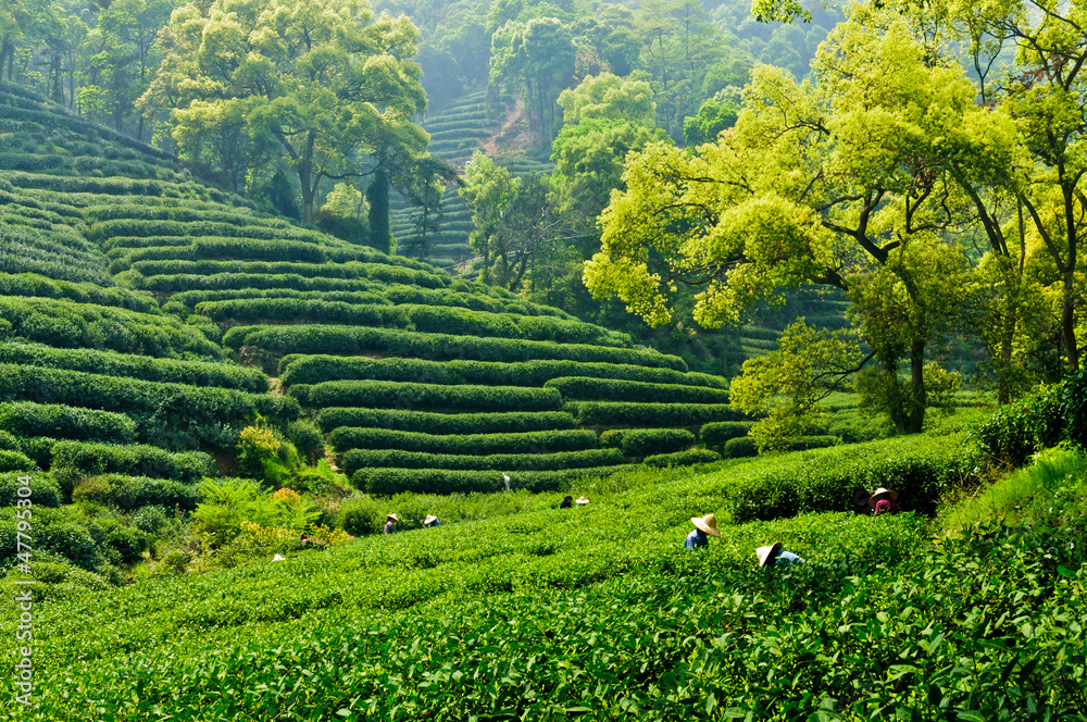 Hangzhou tea garden