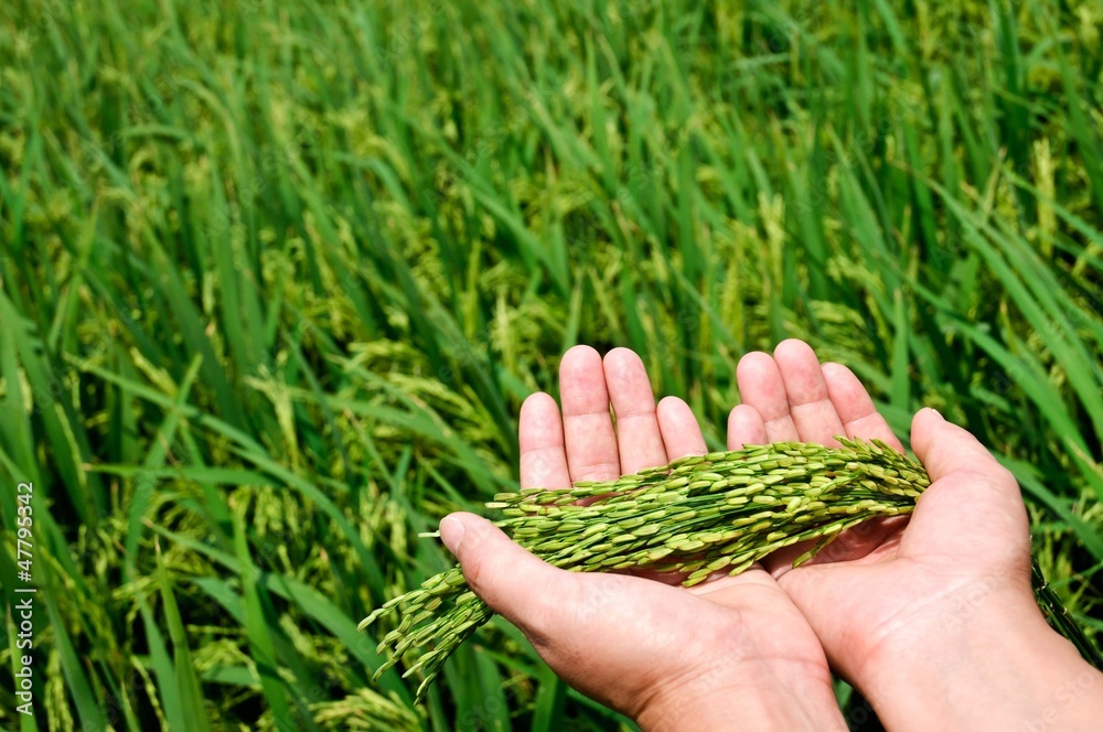 The hands hold is going to mature rice