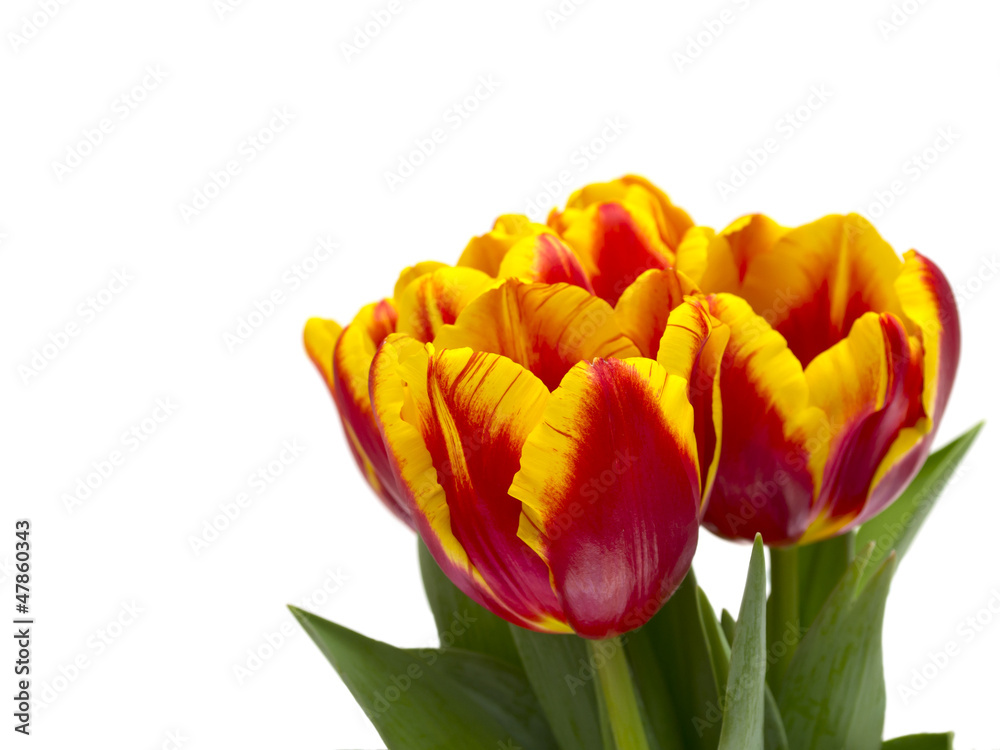 Beautiful tulips on white background