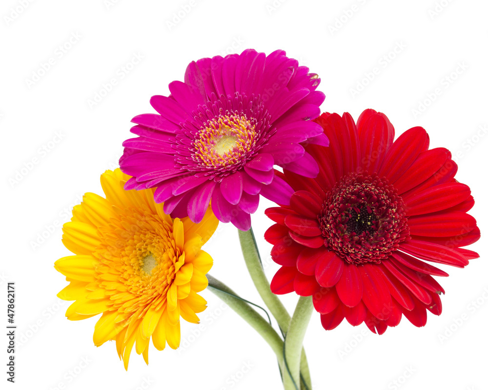 Gerber Daisy isolated on white background