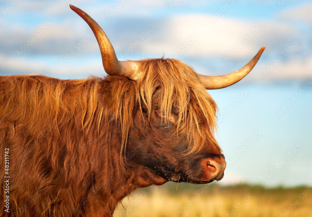 scottish highland cow