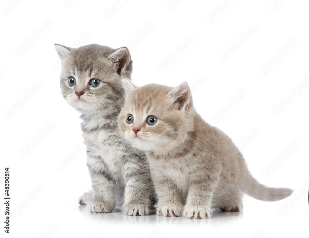 five weeks old british short hair kitten