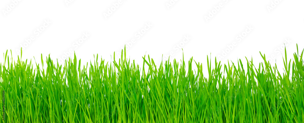 green grass