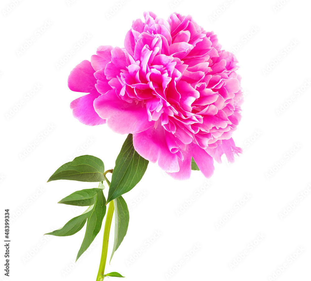 pink peony flower