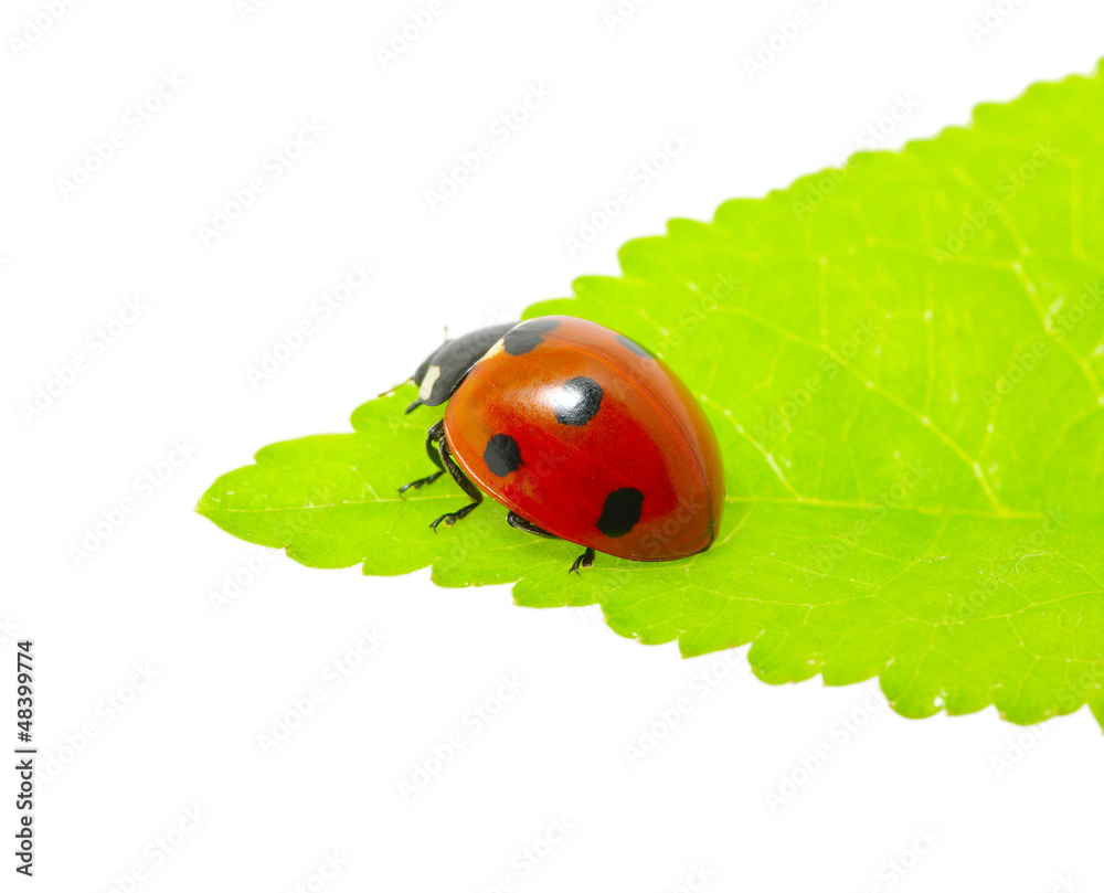 ladybug