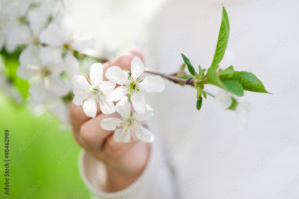 樱花