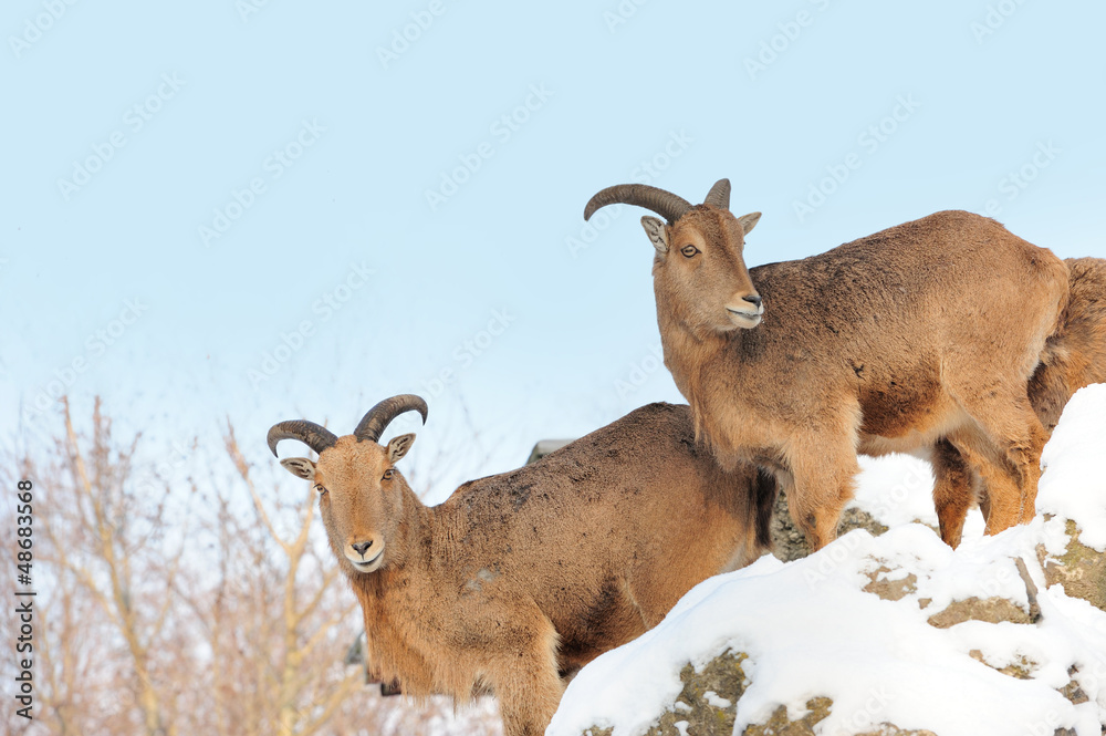 Ibex