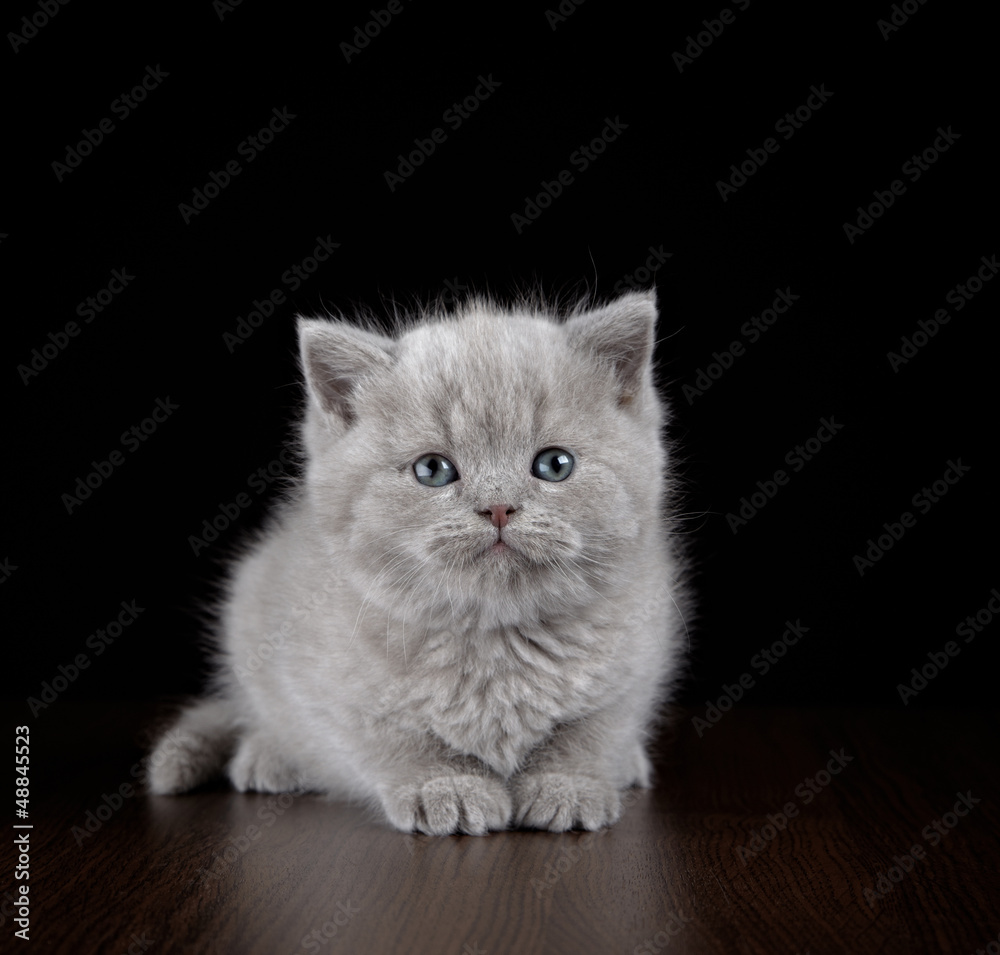 British short hair kitten five weeks old