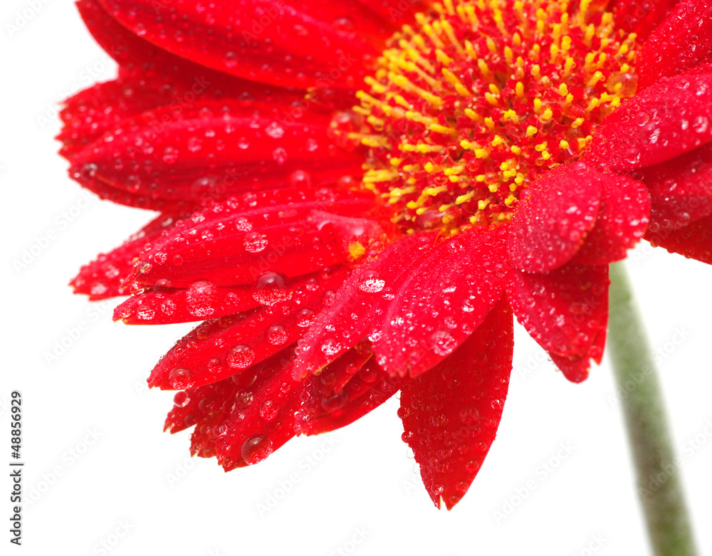 red gerbera