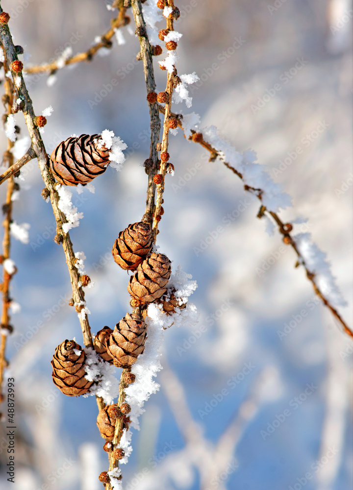 cones with snow crystals