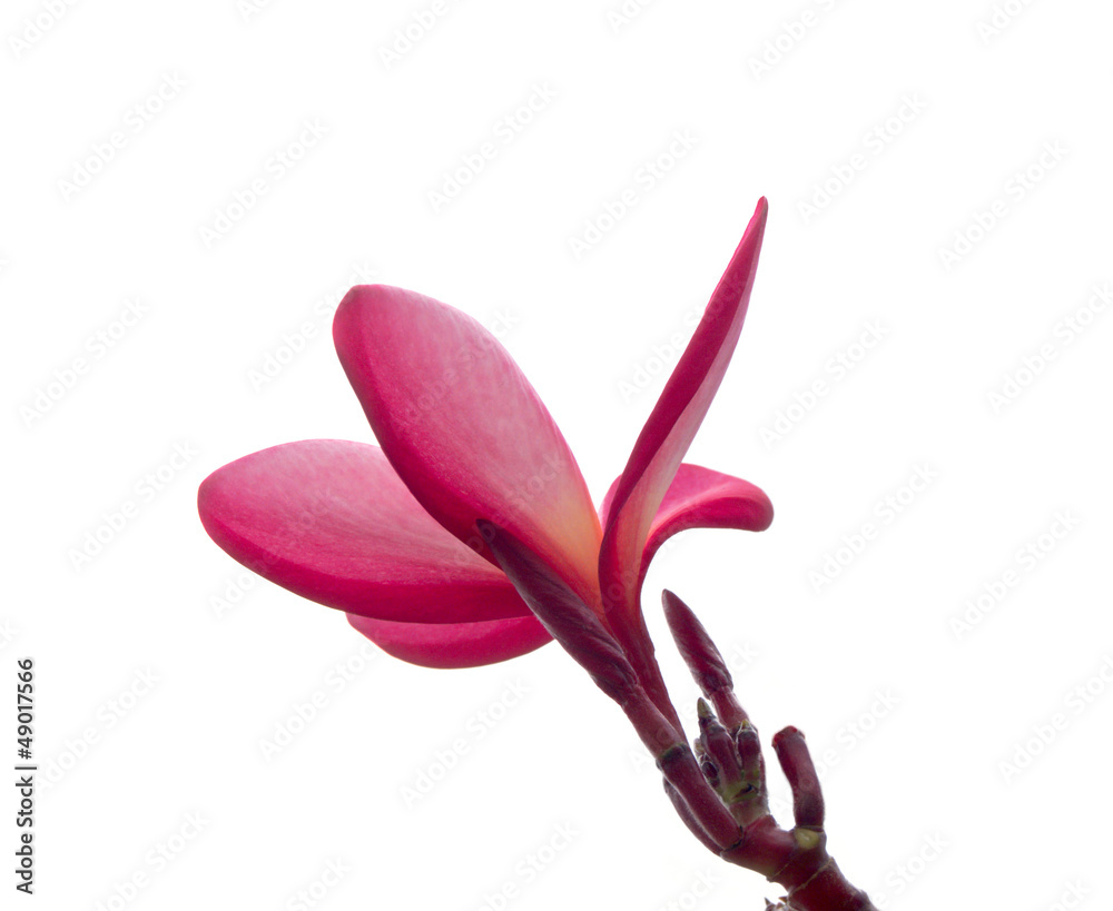 Plumeria flowers  on white background