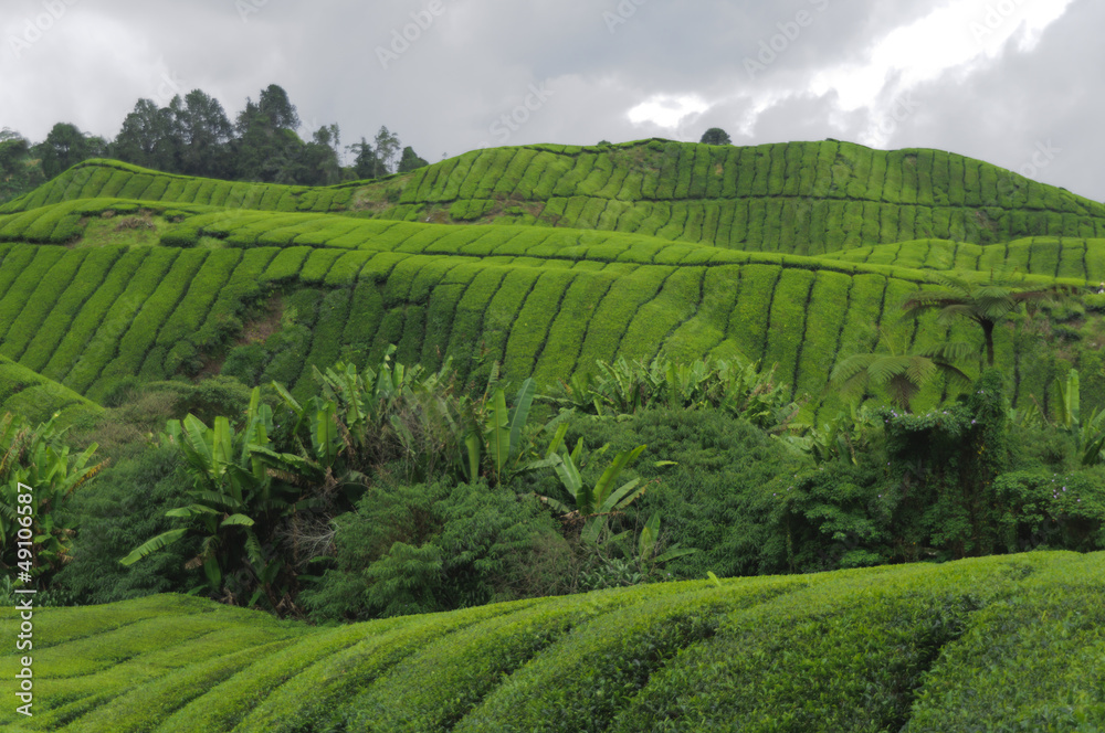 Teeplantage, Camellia Sinensis