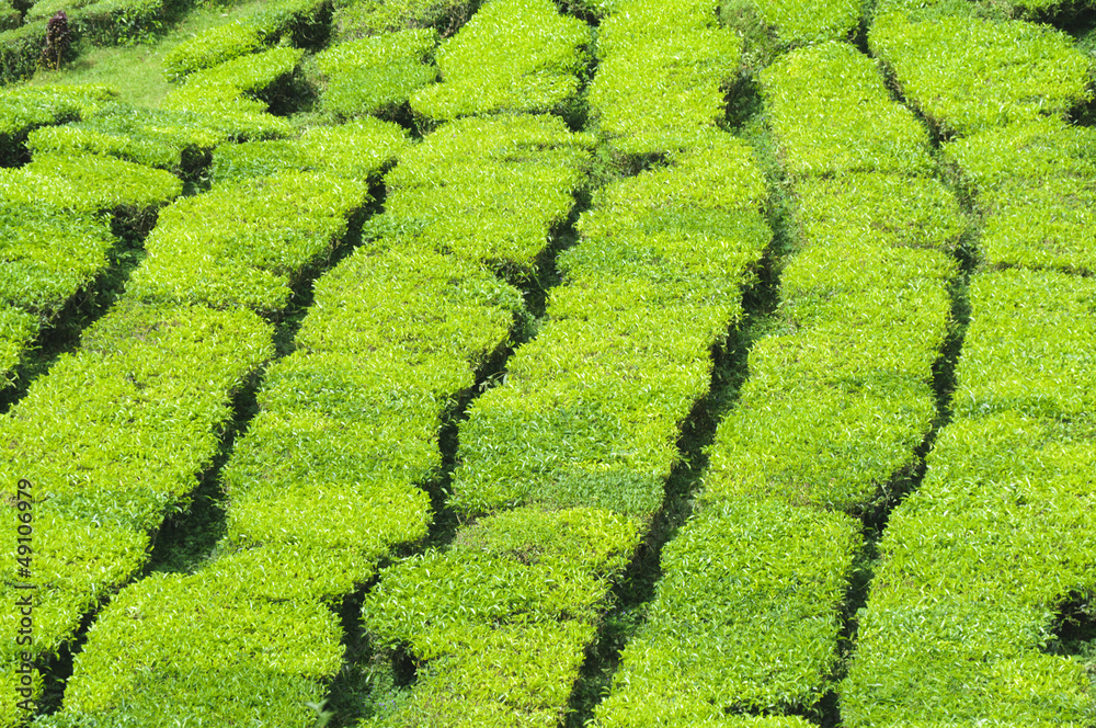 茶树，山茶