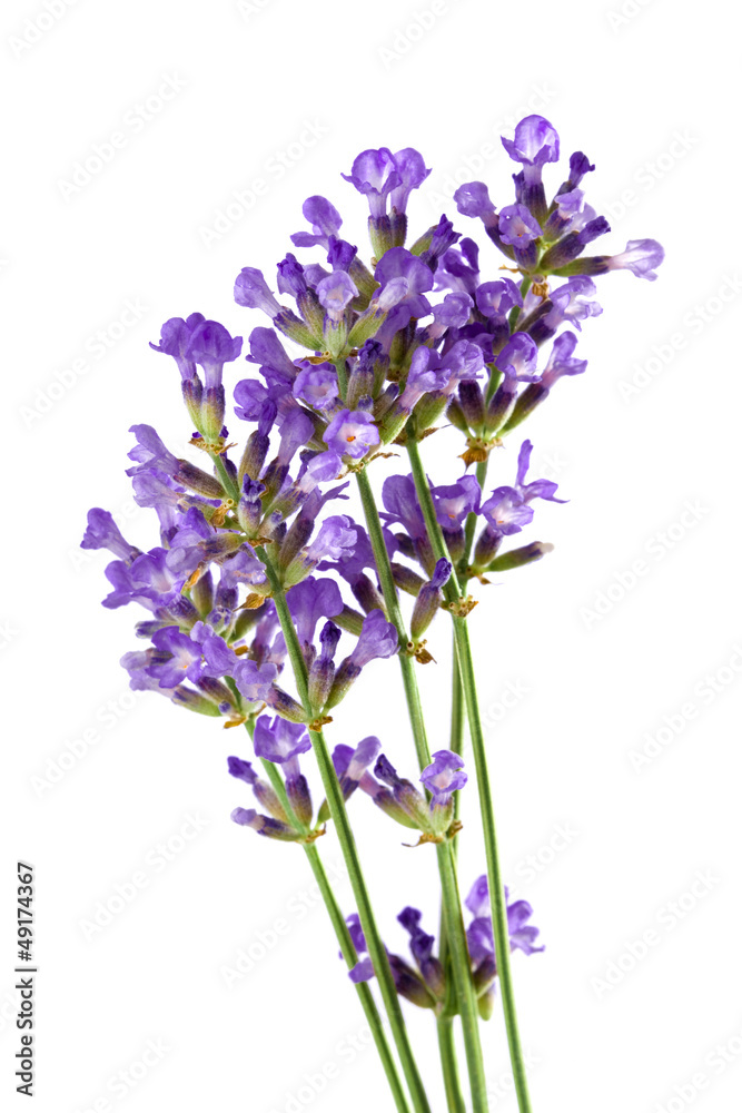 lavender flower isolated on white