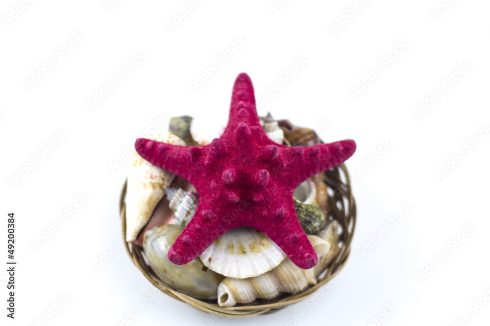 Red sea star isolated on white background