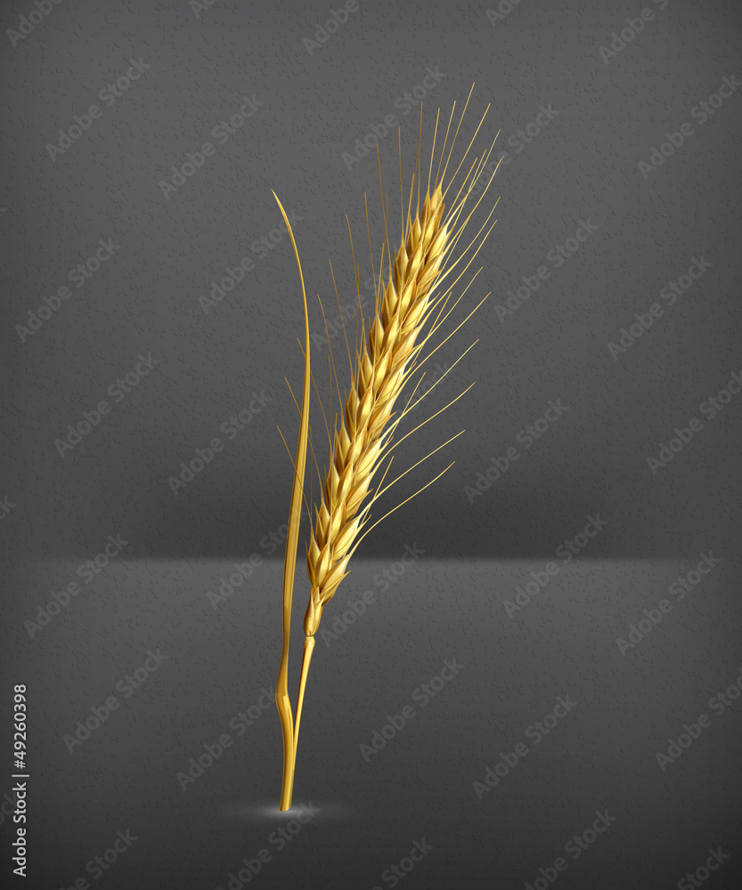 Ear of wheat