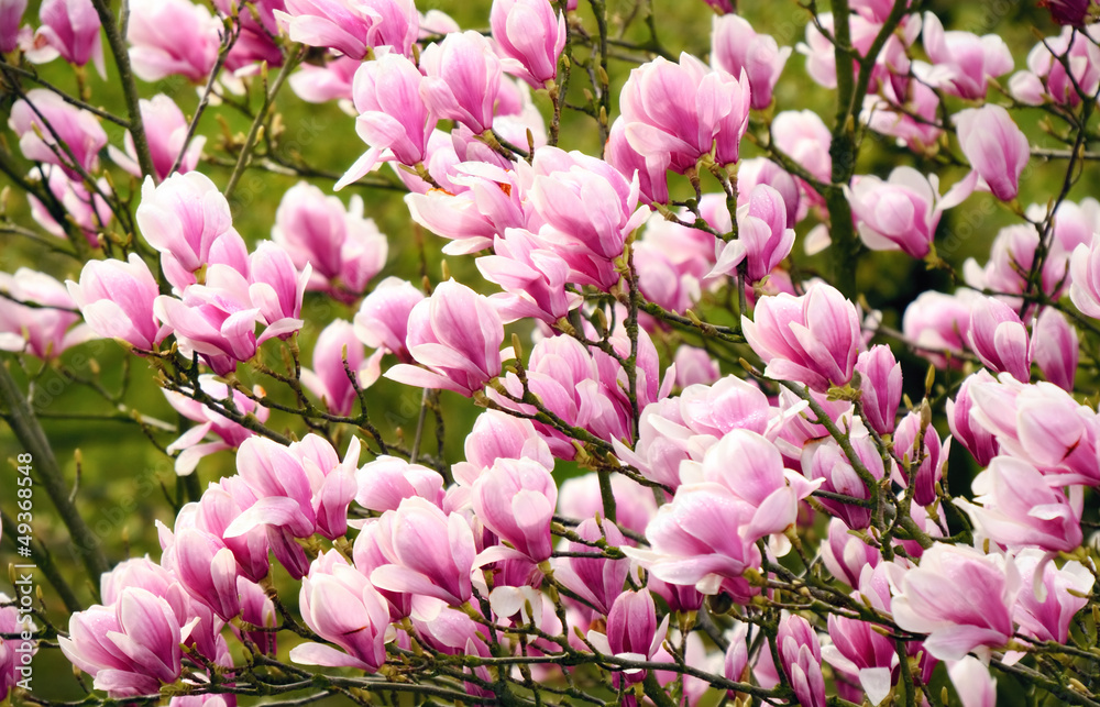 Magnolien am Baum