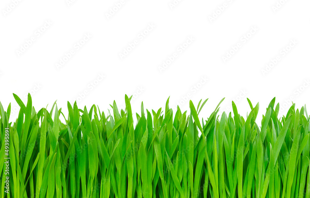 grass