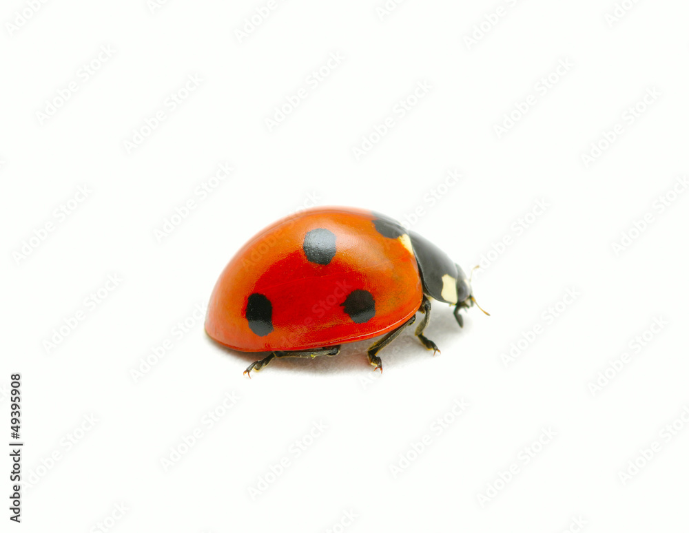 red ladybug