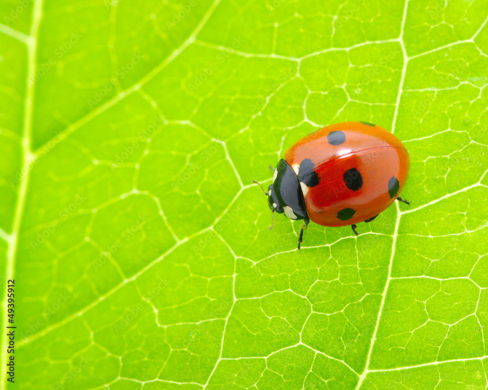 ladybug