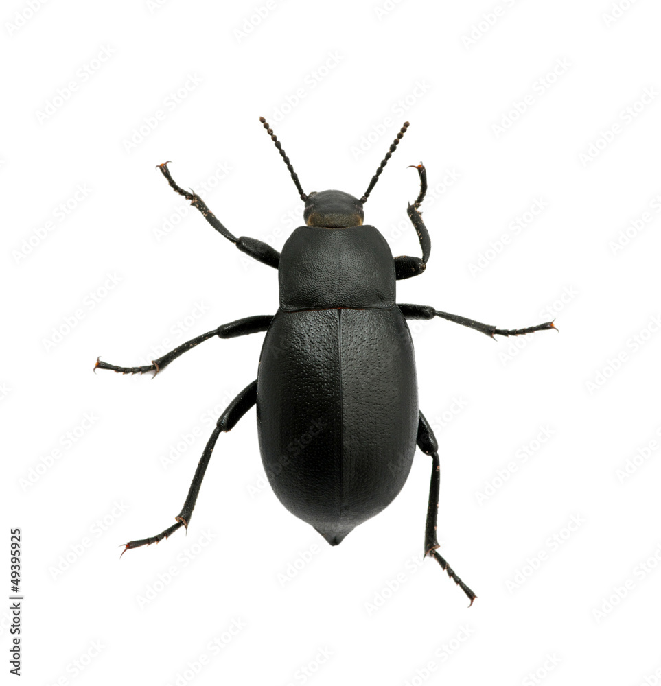 black beetle