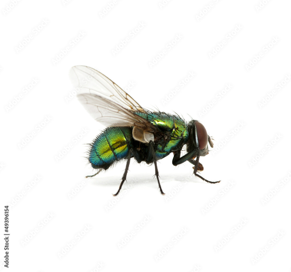 green fly