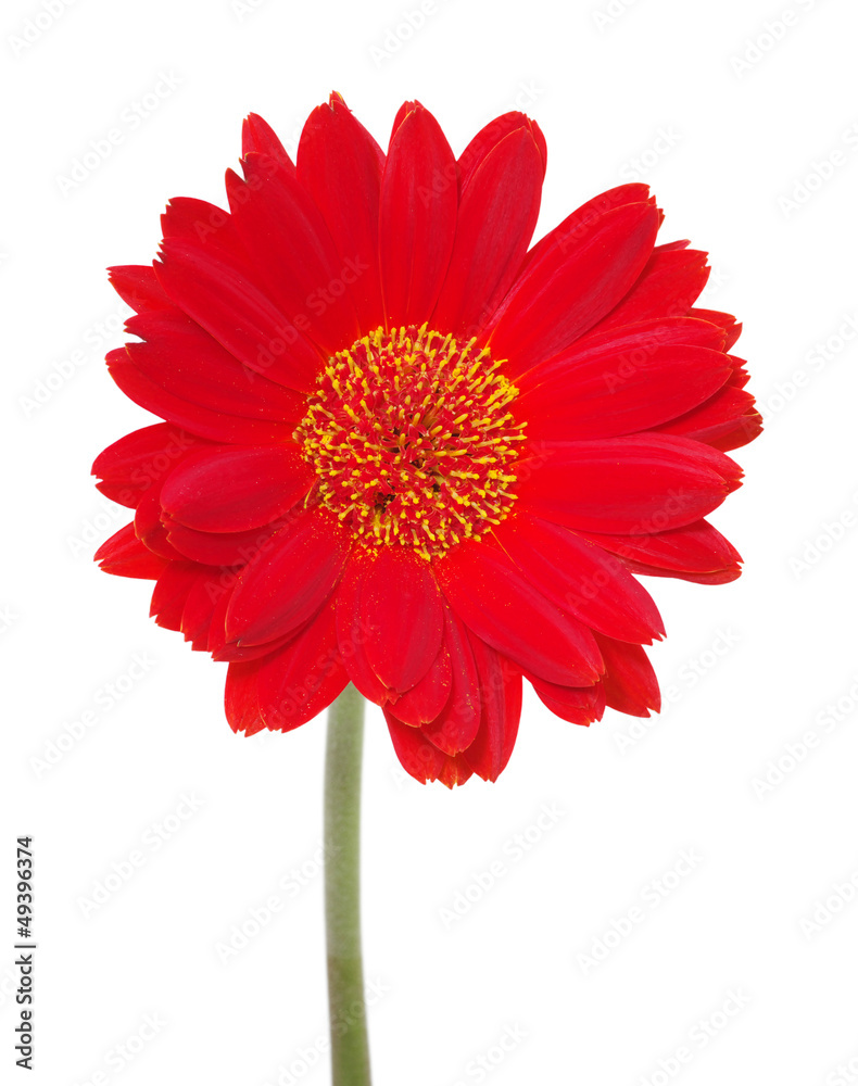 red gerbera