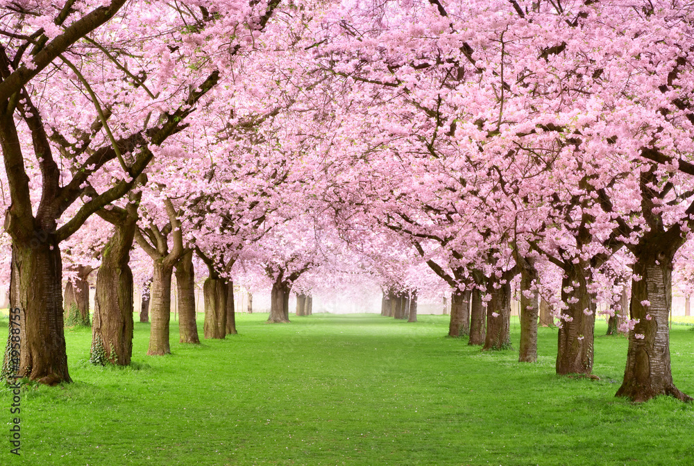 Gartenanlage in voller Blütenpracht