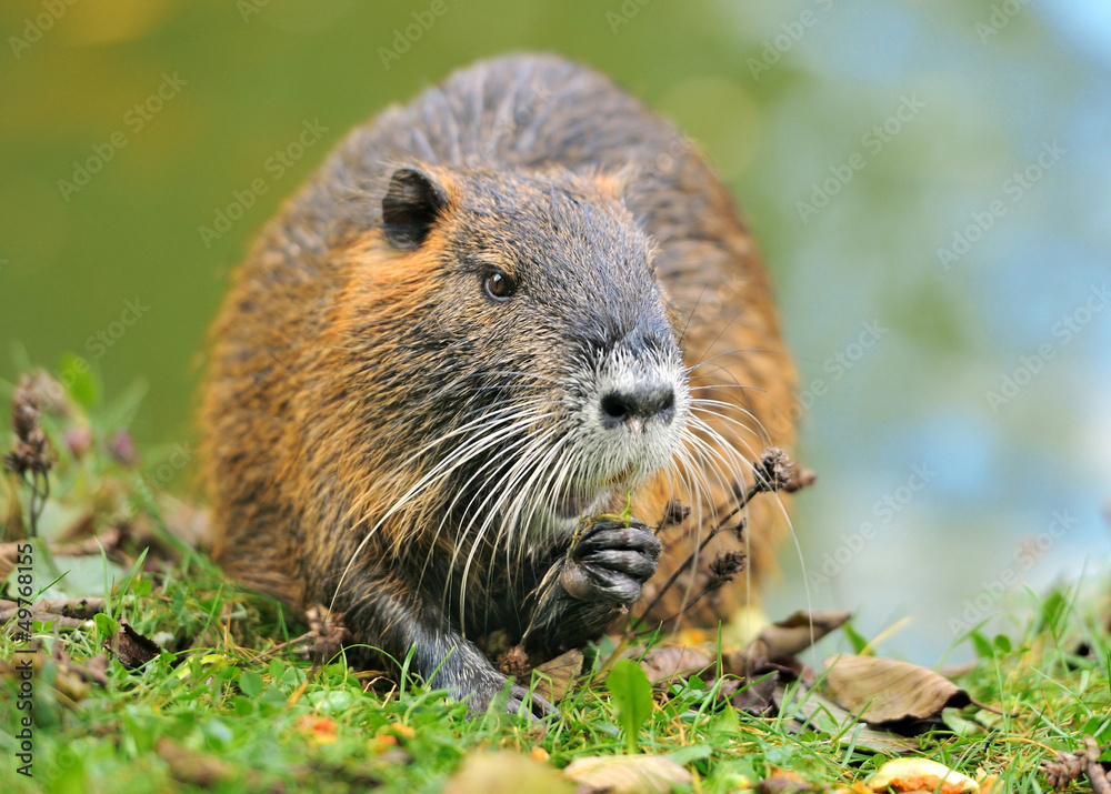 Coypu