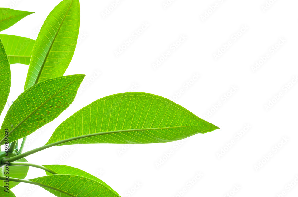 green leaf on white background.