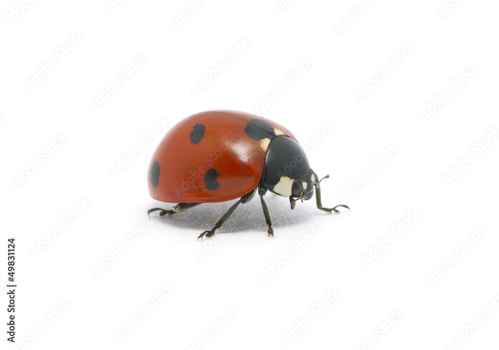 Ladybug