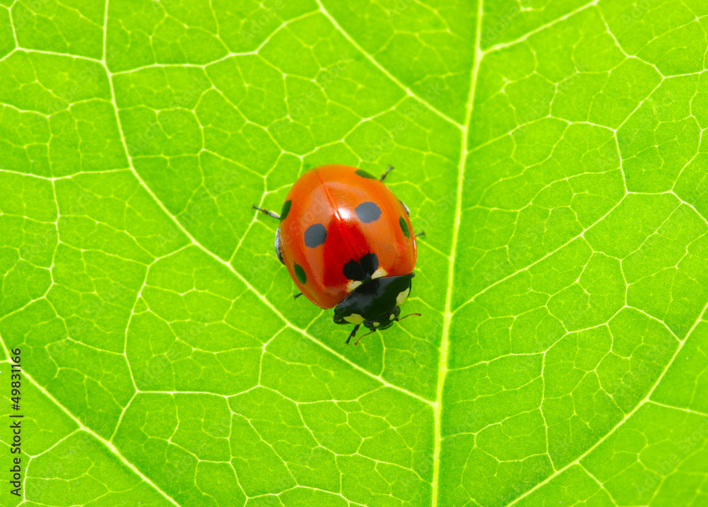 ladybug on a green leaf