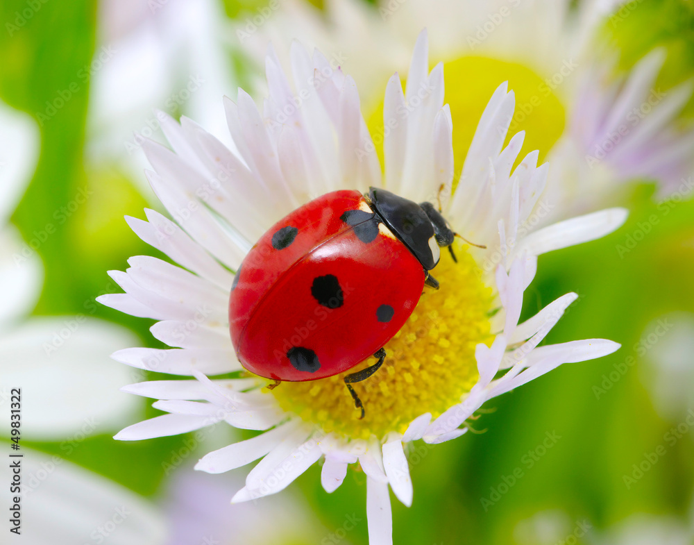 ladybug on a flower