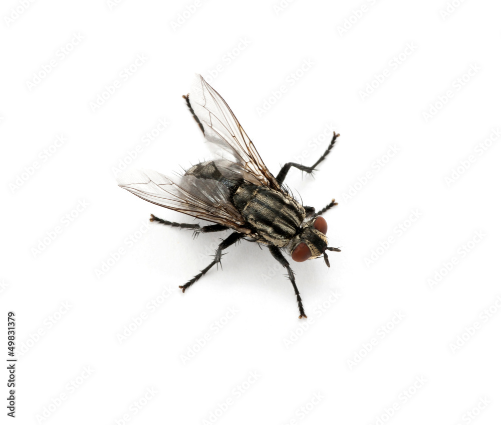 macro of  fly