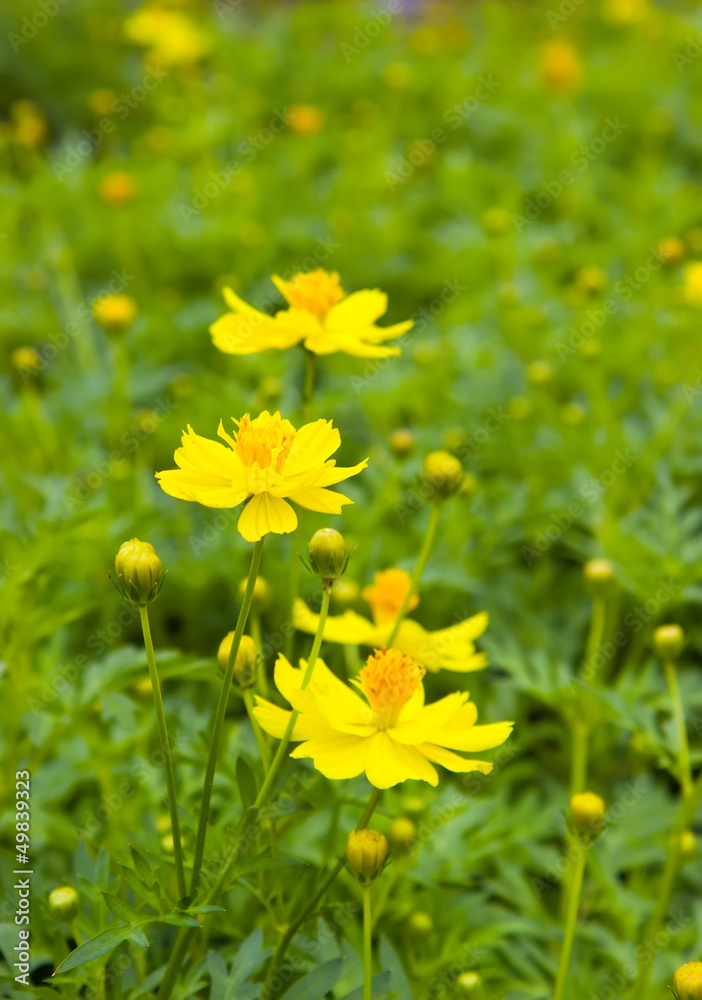 Yellow cosmos flower in green field