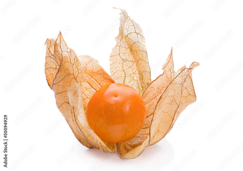 成熟的Physalis