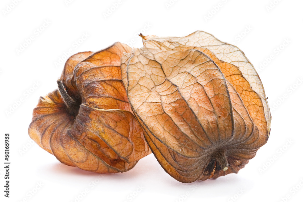 成熟的Physalis