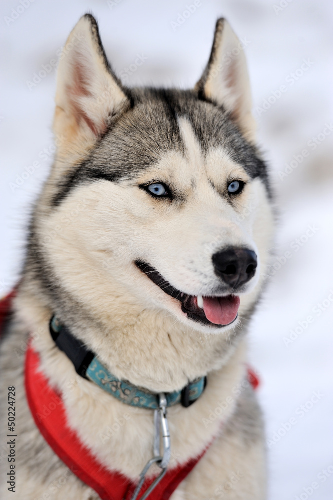 西伯利亚哈士奇犬