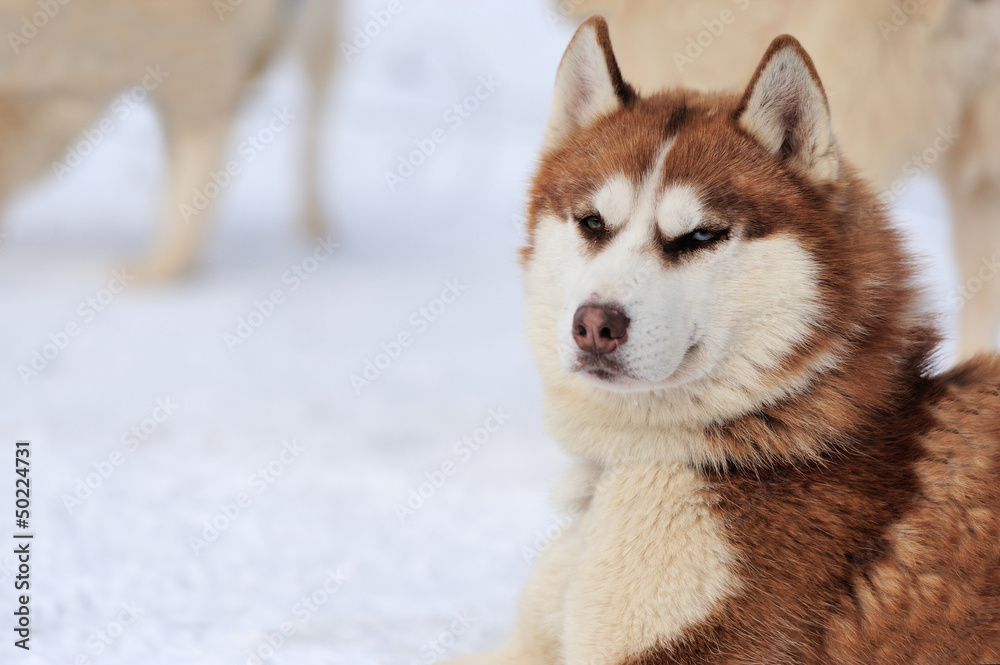 西伯利亚哈士奇犬